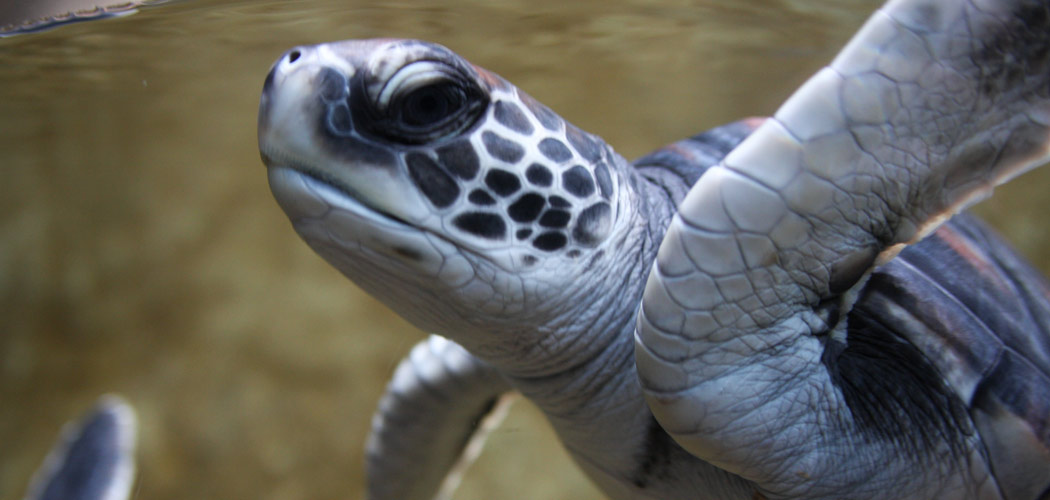 Sea Turtle